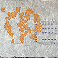 White Oak Catkins, DNA Separation